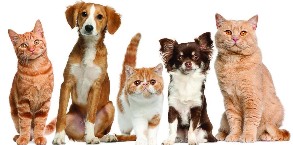 Доска объявлений о животных | ЗооТом - продажа, вязка и услуги для животных в Новочеркасске