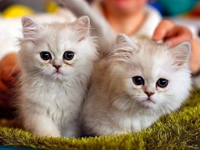 Породы кошек в Новочеркасске | ЗооТом портал о животных