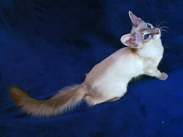 Выведенные породы кошек в Новочеркасске | ЗооТом портал о животных
