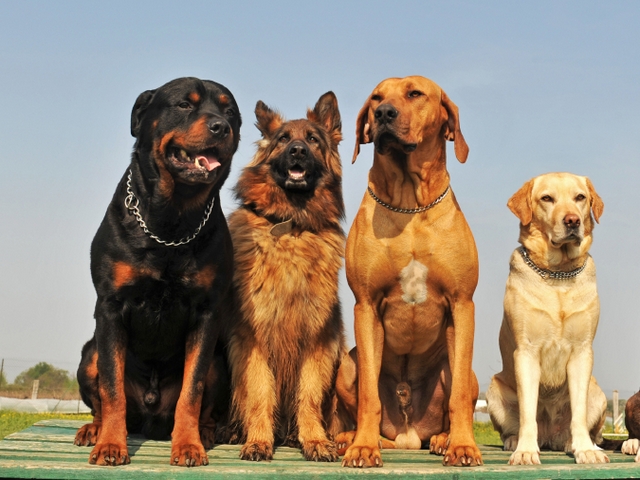 Крупные породы собак в Новочеркасске | ЗооТом портал о животных