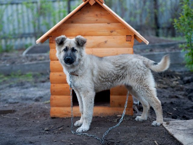 Все о собаках в Новочеркасске